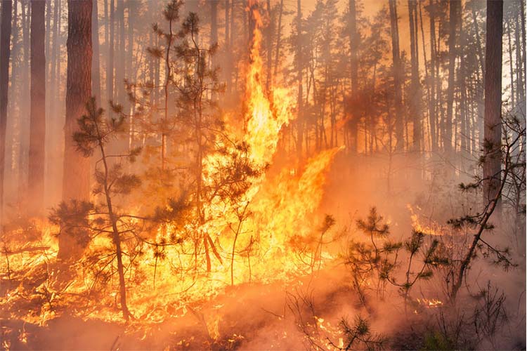 دانشمندان ماده‌ای برای محافظت جنگل‌ها از آتش ساخته‌اند
